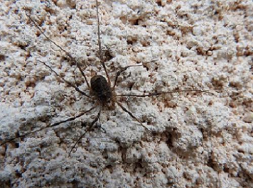 Odiellus spinosus